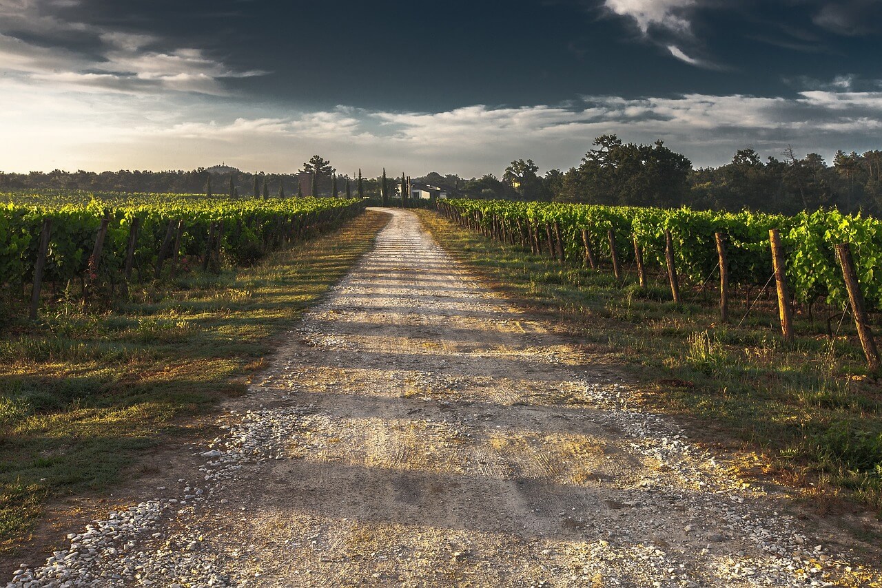 Road Through Vineyard Antique Vines